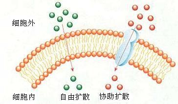 物质跨膜运输的方式（物质跨膜运输方式）-第1张图片