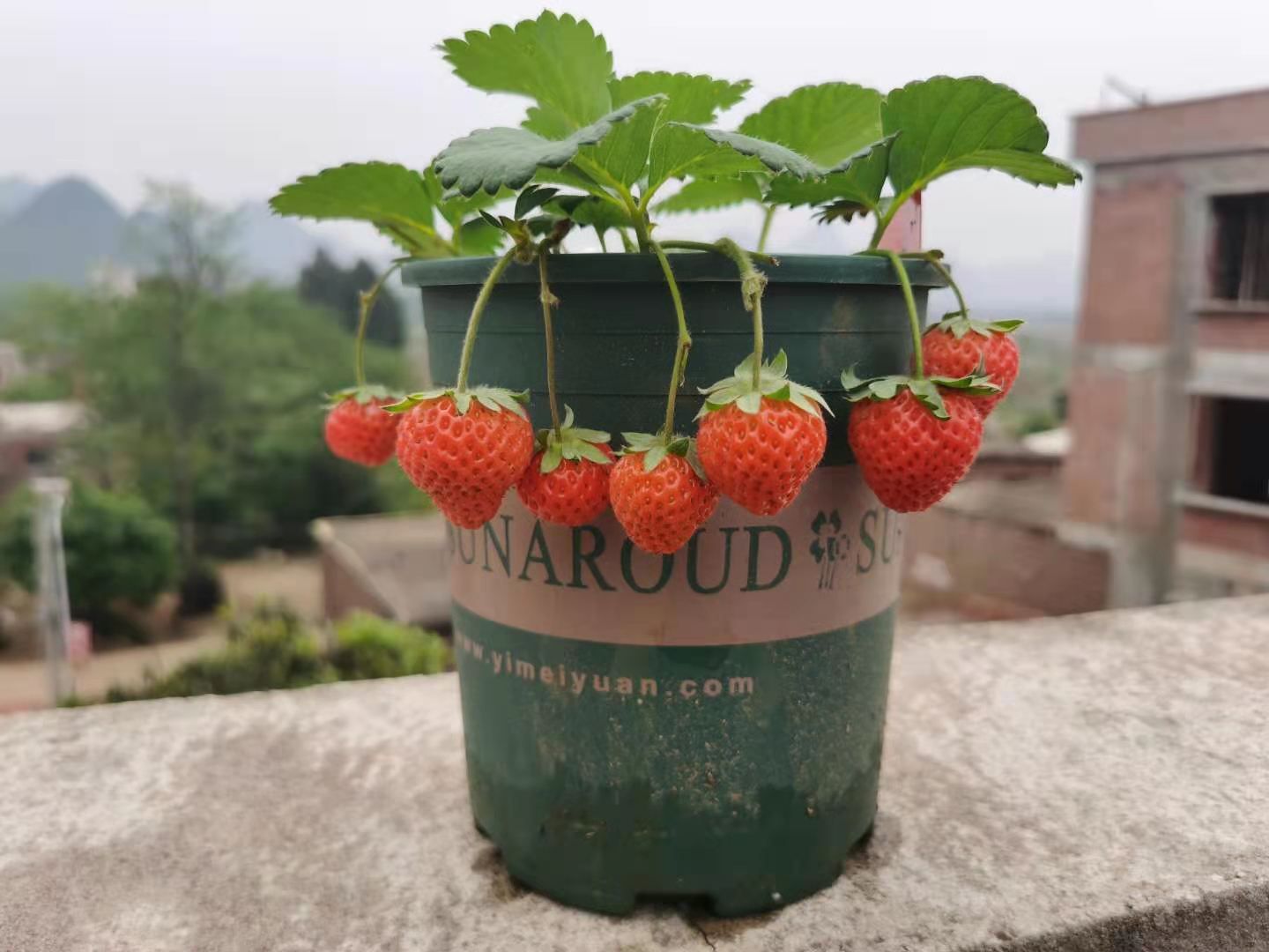 阳台种植草莓（阳台如何种草莓）-第7张图片