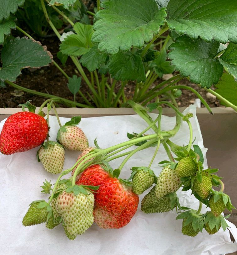阳台种植草莓（阳台如何种草莓）-第6张图片