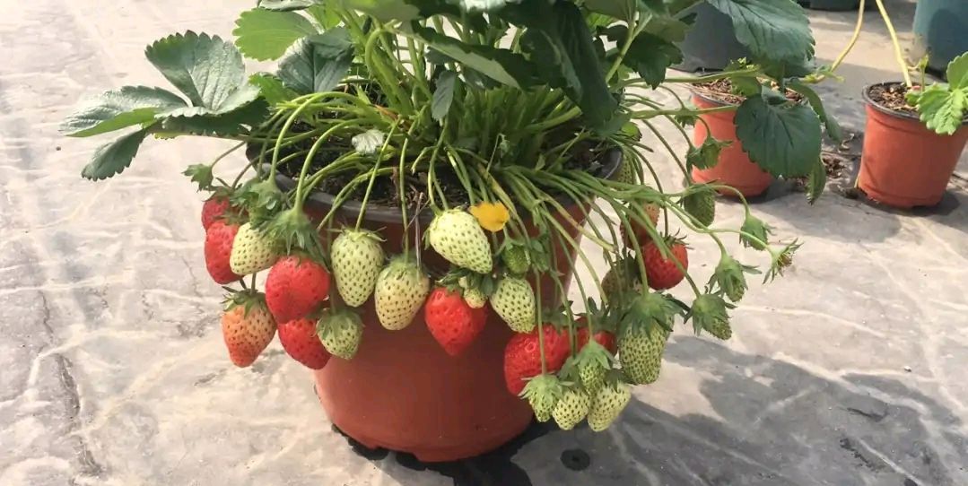 阳台种植草莓（阳台如何种草莓）-第2张图片