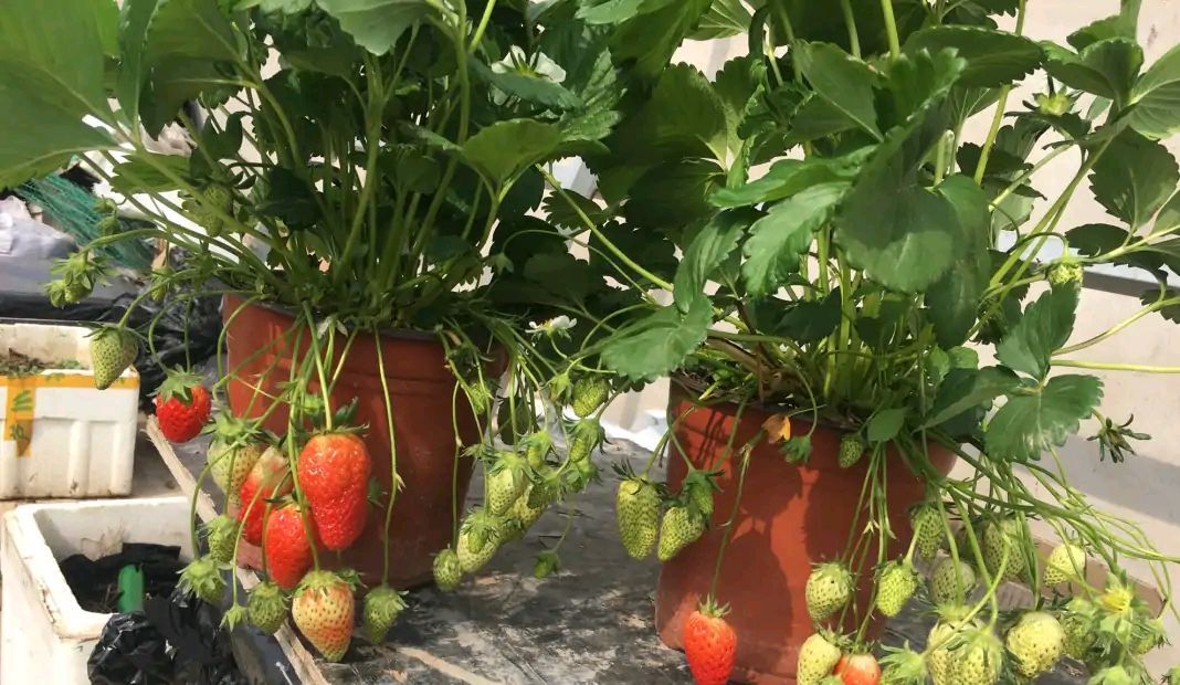 阳台种植草莓（阳台如何种草莓）-第8张图片