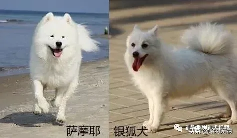 银狐犬和萨摩的区别（银狐犬和萨摩耶有什么区别？）-第1张图片
