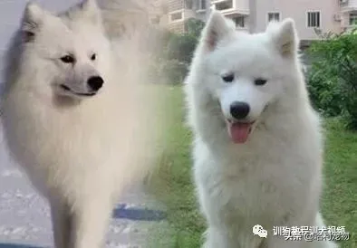 银狐犬和萨摩的区别（银狐犬和萨摩耶有什么区别？）-第3张图片