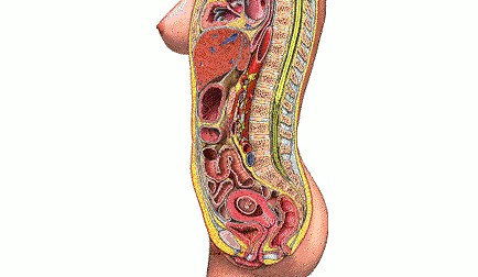 怀孕腰痛（孕期腰部酸痛常见原因及应对策略）-第1张图片