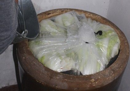 东北酸菜的做法（家乡味道之东北酸菜）-第2张图片