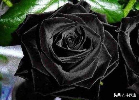 玫瑰代表什么意思（玫瑰花的寓意）-第5张图片