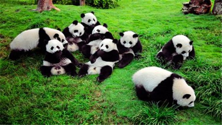 大熊猫的生活（大熊猫的生活习性你知道吗？）-第1张图片