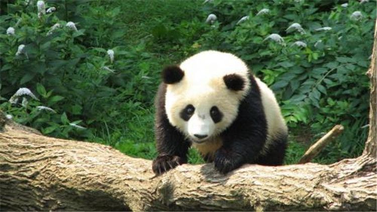 大熊猫的生活（大熊猫的生活习性你知道吗？）-第2张图片