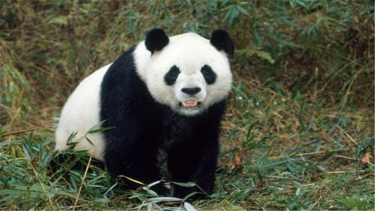大熊猫的生活（大熊猫的生活习性你知道吗？）-第3张图片