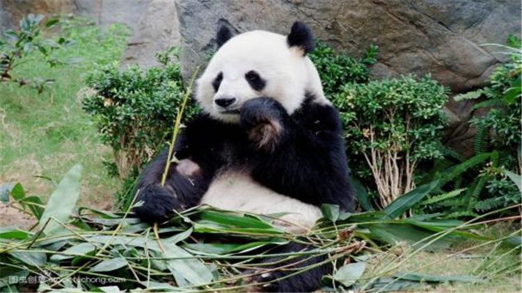 大熊猫的生活（大熊猫的生活习性你知道吗？）-第5张图片