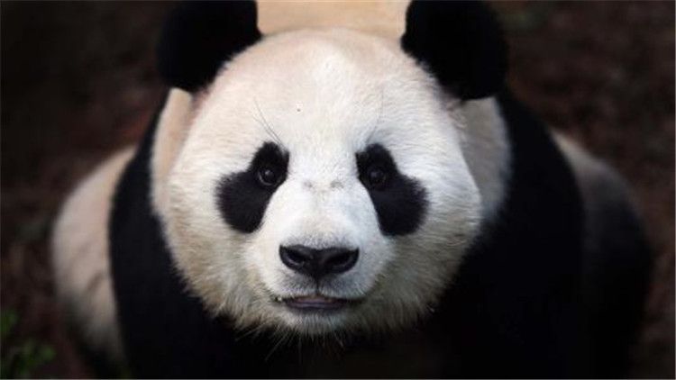 大熊猫的生活（大熊猫的生活习性你知道吗？）-第7张图片