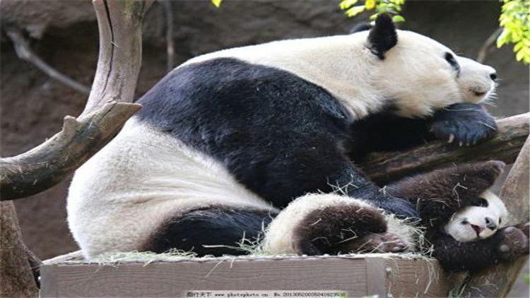 大熊猫的生活（大熊猫的生活习性你知道吗？）-第6张图片