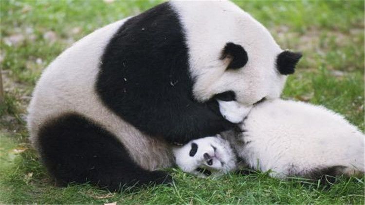 大熊猫的生活（大熊猫的生活习性你知道吗？）-第4张图片