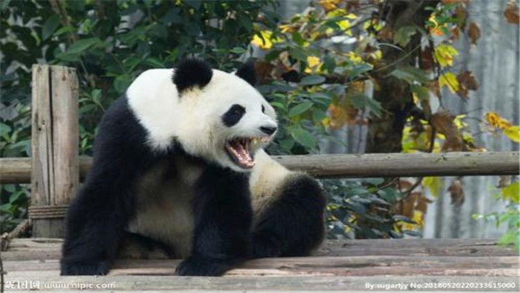 大熊猫的生活（大熊猫的生活习性你知道吗？）-第10张图片