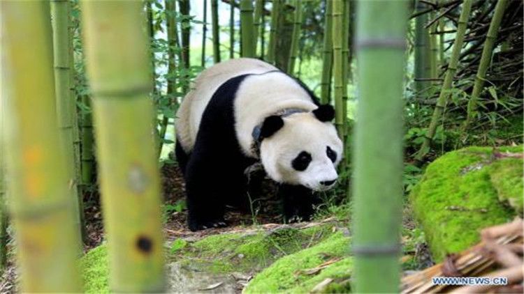 大熊猫的生活（大熊猫的生活习性你知道吗？）-第8张图片