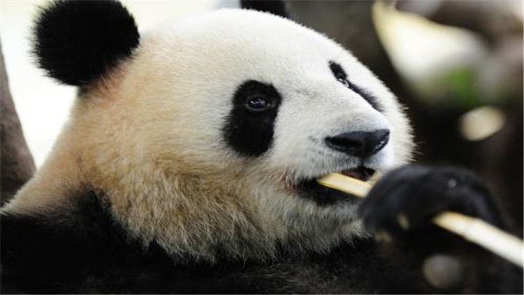 大熊猫的生活（大熊猫的生活习性你知道吗？）-第9张图片