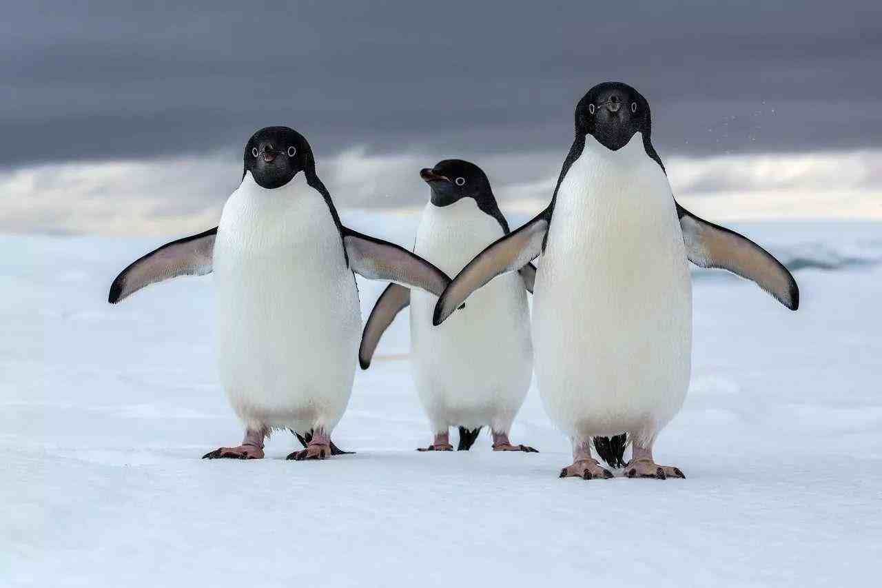 为什么北极没有企鹅（把企鹅运到北极会怎样）-第7张图片