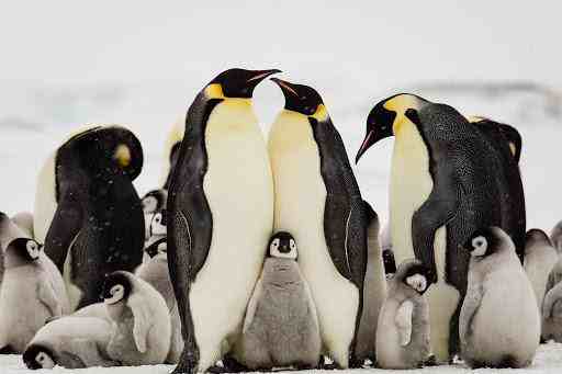 为什么北极没有企鹅（把企鹅运到北极会怎样）-第5张图片