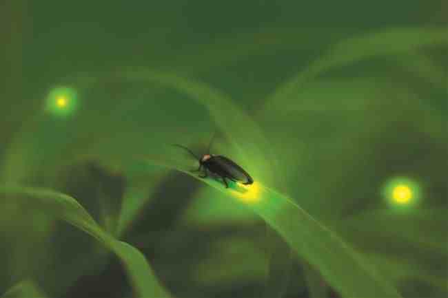 萤火虫为什么会发光（为什么萤火虫在夜晚会发光呢）-第2张图片