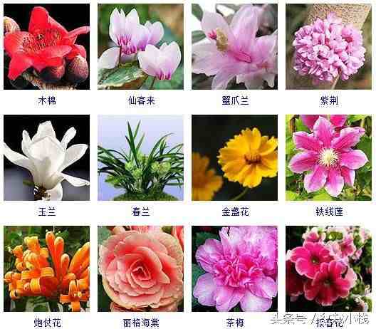 冬天开的花有哪些（40余种常见的冬季开花的花卉）-第2张图片