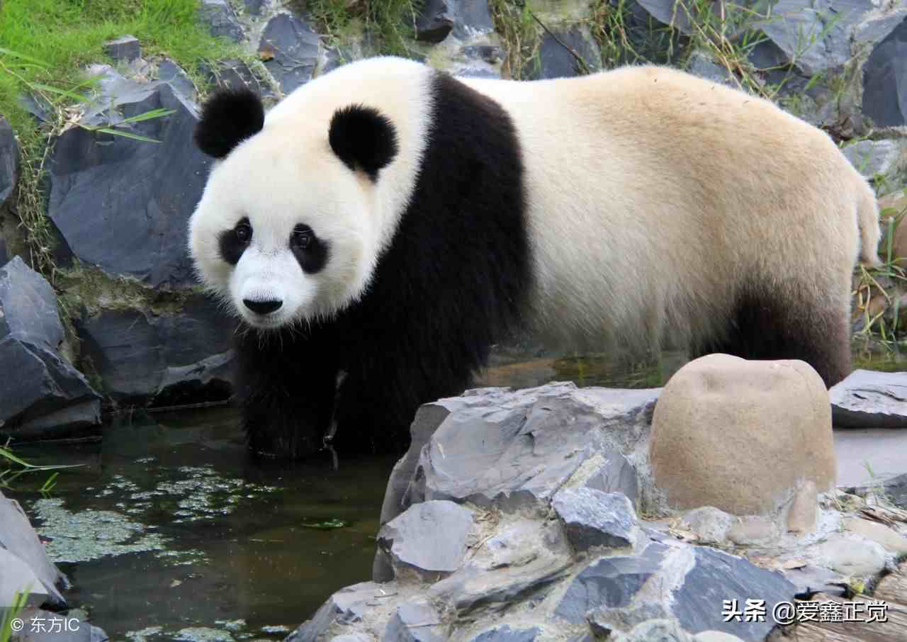大熊猫为什么是国宝（为什么熊猫是我国的国宝）-第1张图片