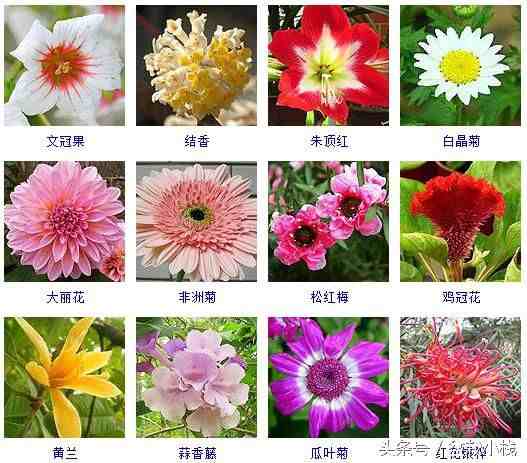 冬天开的花有哪些（40余种常见的冬季开花的花卉）-第3张图片