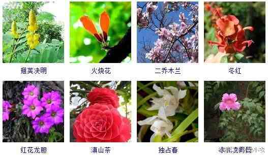 冬天开的花有哪些（40余种常见的冬季开花的花卉）-第4张图片