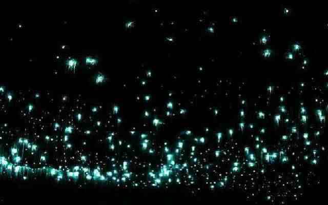 萤火虫为什么会发光（为什么萤火虫在夜晚会发光呢）-第1张图片