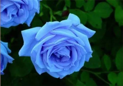 黑色玫瑰的花语是什么意思(蓝色玫瑰的花语是什么意思)-第4张图片
